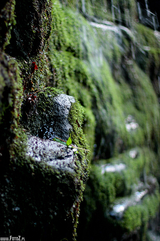 Leśna ścianka - zdjęcie mchu na kamieniach w lesie