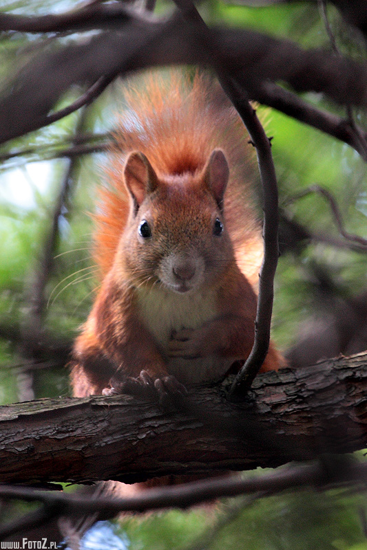 Wiewiórka - zdjęcie wiewiórki, wiewiór