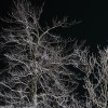 zmro�one ga��zie drzew noc� - Zamro�one drzewa