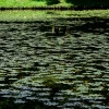 zdj�cia z parku w Pszczynie, fotografie Pszczyna - Park w Pszczynie