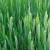 pszenica, pole, flora, zbo�e, fotografia przyrody - K�osy pszenicy