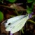 zdj�cie motyla bielinka kapustnika, zdj�cia owad�w - Motyl bielinek kapustnik