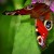 zdjcia rusaki pawika, zdjcia motyli, motyle - Motyl rusaka pawik
