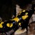 zdj�cie salamandry plamistej - Salamandra plamista