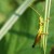 owad, owady, zdj�cia owad�w, fauna, makro - Konik polny