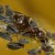 mr�wka, mszyca, makro, makrofotografia, owad, owady, zdj�cia owad�w, fotografia przyrody - Mr�wka i mszyce