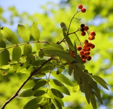 zdjęcia przyrody, flora, zdjęcia roślin, fotografia przyrody - Jarzębina