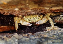 zdjcie kraba, skorupiak - Krab