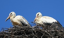 bociany, zdjcia bocianw, zdjcia ptakw, ptaki, fauna, fotografia przyrody - Dwa bociany