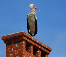 bociany, zdjcia bocianw, zdjcia ptakw, ptaki, fauna, fotografia przyrody - Bocian. Szpieg.