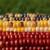 kukurydza, kolorowa kukurydza, zdjcia kukurydzy - Corn Mix