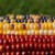 kukurydza, kolorowa kukurydza, zdj�cia kukurydzy - Corn Mix