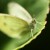 zdj�cia motyli, motyl, zdj�cia owad�w, makro, fotografia, fotografia makro - Bielinek Kapustnik