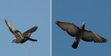 - img_6717