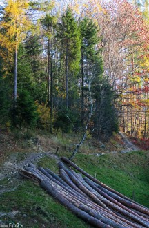 zdjęcia z kozubnika, zdjęcia ruin, ruiny, krajobraz postindustrialny - Jesienna ścinka drzew
