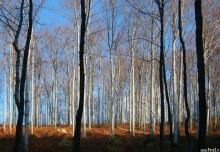 zdjęcia z kozubnika, zdjęcia ruin, ruiny, krajobraz postindustrialny - Świetlisty las