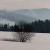 mieniący sie śnieg, górski widok, pieniny - Samotny krzew w blasku śniegu
