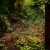 Devizes, Wiltshire, Anglia, przyroda, natura - Jungla