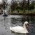 hyde park london,�abadz, park w londynie, �ab�dzie, fontanna, natura, przyroda - Ogr�d �ab�dzi