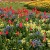 Londyn, zabytki, architektura, London, rezydencja brytyjskich monarch�w, pa�ac kr�lewski, przyroda - Tulipany przed Buckingham Palace