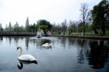 hyde park london,łabadz, park w londynie, łabędzie, fontanna, natura, przyroda - Poetyczny Krajobraz