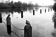 hyde park london, park w londynie, natura, zieleń, przyroda, malowniczy - Niezwykły widok