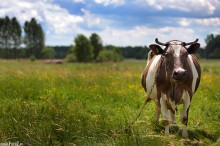 krowa na jurze, krowa na polu, krwka polna - Muka