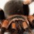 zdjcia ptasznika czerwonokolanowego, Brachypelma Smithi, zdjcia pajkw - Ptasznik czerwonokolanowy