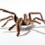 zdjcia ptasznika nadrzewnego, psalmopoeus cambridgei, ptasznik Trynidadzki, myliwy z Trynidadu - Ptasznik nadrzewny