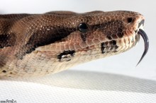zdjcia wa boa dusiciela, Boa constrictor - Boa dusiciel