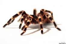 zdjcia ptasznika biaokolanowego, Acanthoscurria Geniculata, zdjcie pajka - Ptasznik biaokolanowy