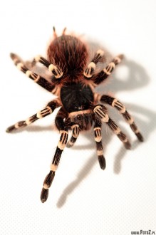 acanthoscurria geniculata - Ptasznik biaokolanowy