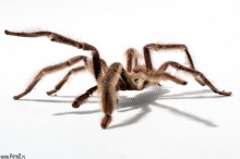 zdjcia ptasznika nadrzewnego, psalmopoeus cambridgei, ptasznik Trynidadzki, myliwy z Trynidadu - Ptasznik nadrzewny