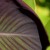 bordowy li�� ro�liny - Li�� kanny