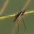 nartniki due, Gerris lacustris - Kopulacja nartnikw