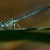 zdj�cie Platycnemis pennipes - Wa�ka pi�ron�g zwyk�y