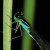 t�nica wytworna (Ischnura elegans) - Zbli�enie wa�ki