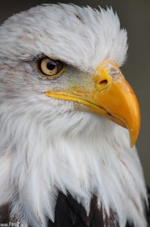 zdjcia ora, zdjcie ptaka drapienego - Gowa ora