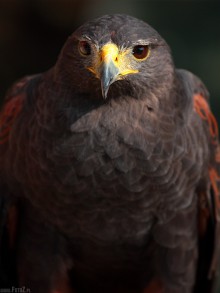 Parabuteo unicintus, zdjcie jastrzbia - Jastrzb Harrisa