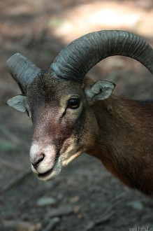 zdjcie muflona - Muflon