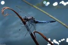 zdjęcie dużej ważki - Lecicha pospolita, Orthetrum cancellatum