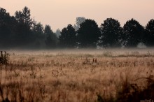 poranna mgła nad łąką, wschód słońca - Łąka