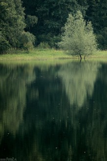 odbicie drzewa w wodzie - Wodne drzewo