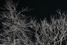 zmrożone gałęzie drzew nocą - Zamrożone drzewa
